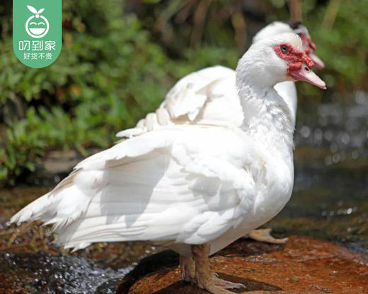 洛江山头水库散养180天本地种正番鸭母（杀完带内脏1.7kg±100g/只） 商品图3