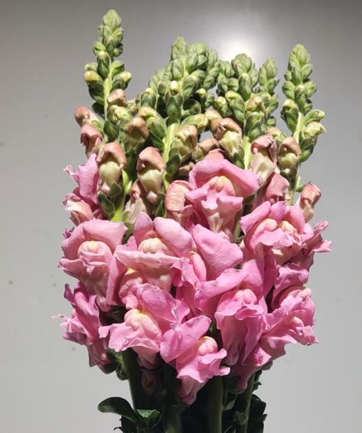 配花 | 金鱼草粉色 商品图0