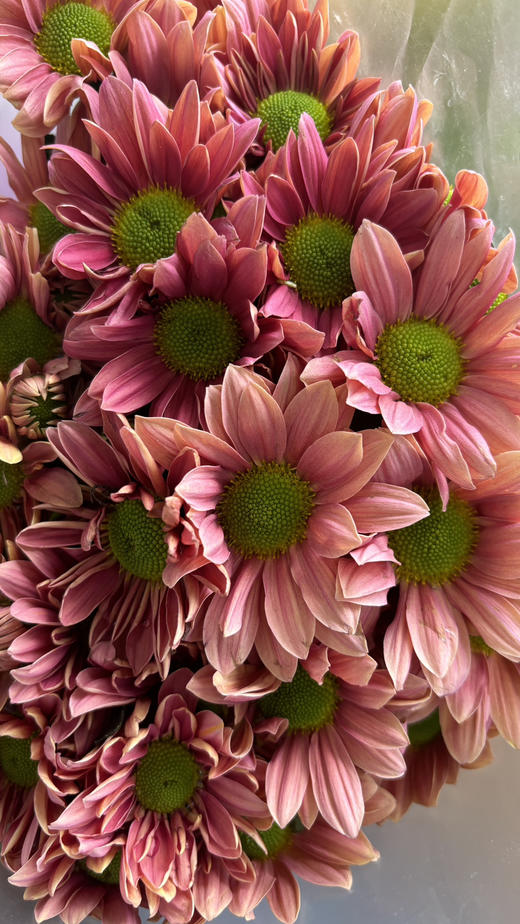 【精品小菊】三文鱼-渐变色 约10枝/扎（特殊品种） 商品图9