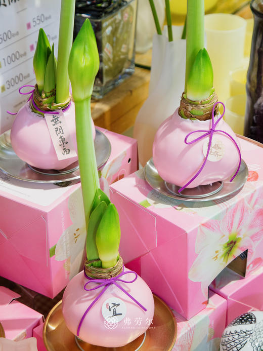 粉樱花朱顶红(特大球38+) 商品图5