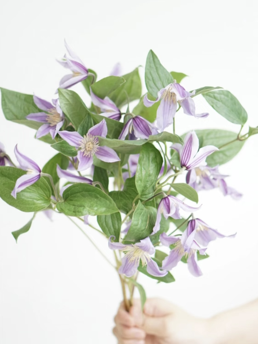 荷兰花材-【铁线莲】星河