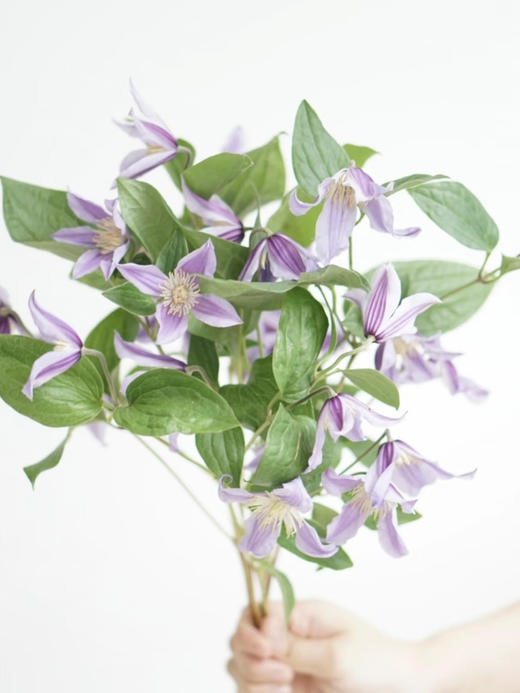 荷兰花材-【铁线莲】星河 商品图0