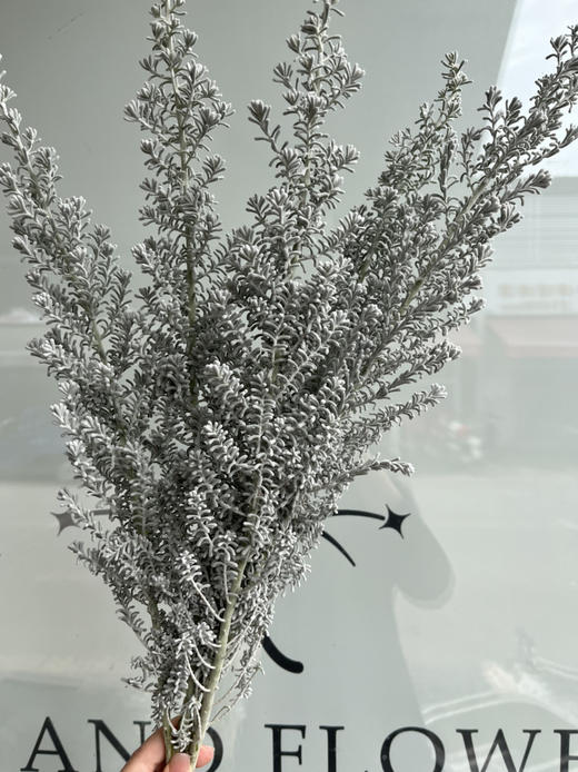 国产花材-【地肤子】 商品图0