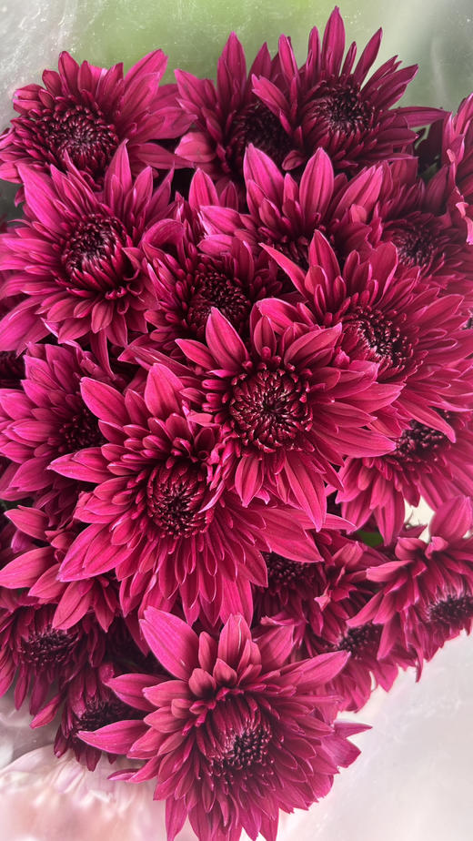 【精品小菊】紫丹特 10支/扎 商品图5