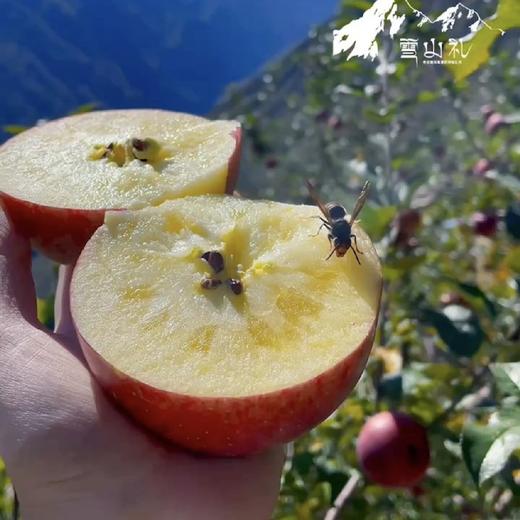 雪山礼 藏地苹果 商品图1