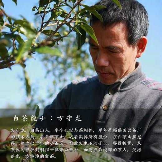 【藏茶季】方守龙老茶仓  2018年春夏秋冬四季白茶白牡丹 官方直供 商品图4