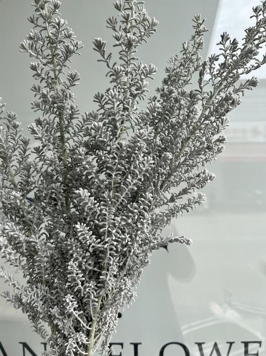 国产花材-【地肤子】 商品图1