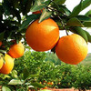 三峡特产秭归脐橙新鲜采摘九月红果冻橙 商品缩略图4