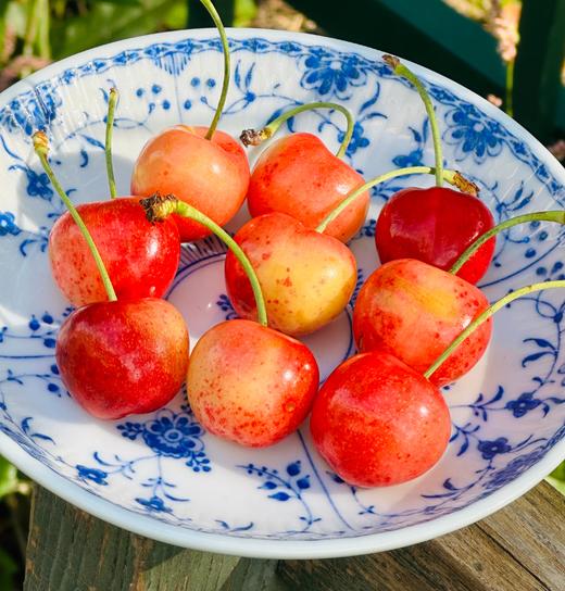 🌺挑嘴儿的说只吃黄车，新到的蕾妮儿2J加大果，一片明黄红艳🌹皮极其薄，莹润清雅，淡淡的粉黄嫣红，萃嫩鲜活，细致沁人的柔，细杆儿的果子纯甜蜜啦～🧡🧡 商品图0