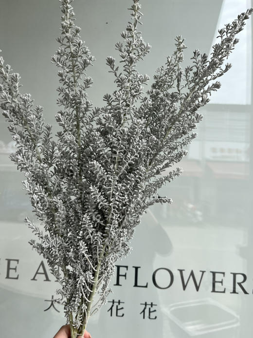 国产花材-【地肤子】 商品图3