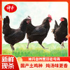 【神丹微信】500天黑羽老母鸡1200g*2只 商品缩略图0