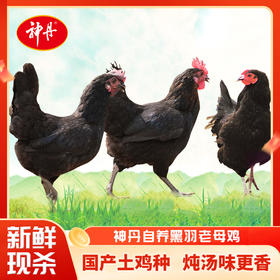 【神丹微信】500天黑羽老母鸡1200g*2只
