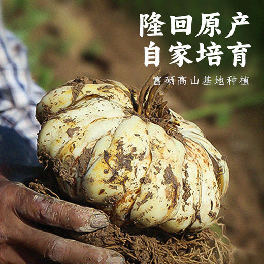 【有客瑶来】百合干嫩芯 无需泡发 易煮熟 性价比高 适合打养生糊 煮百合茶 商品图1