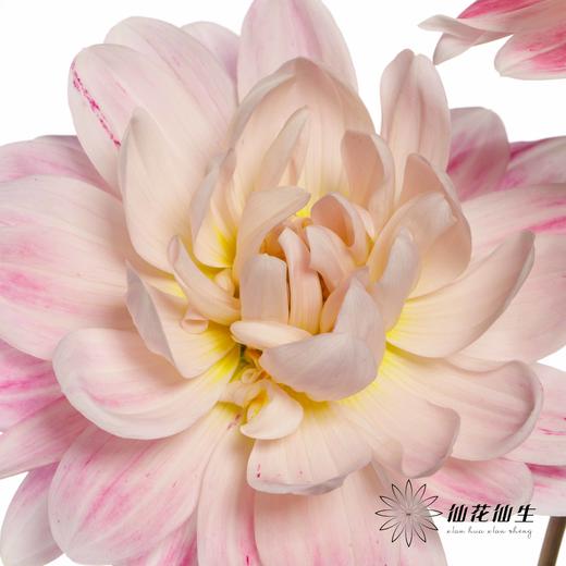 配花 | 大丽花凯尔【颜色有色差，介意慎拍】 商品图5