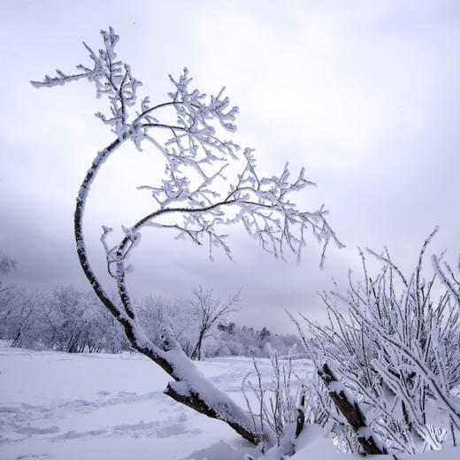 长白山脉的冬日仙境：四方顶、雪村、魔界、天池、瀑布、老爷岭、老里克湖、雾凇、查干湖冬捕鱼7-9天摄影团 商品图7