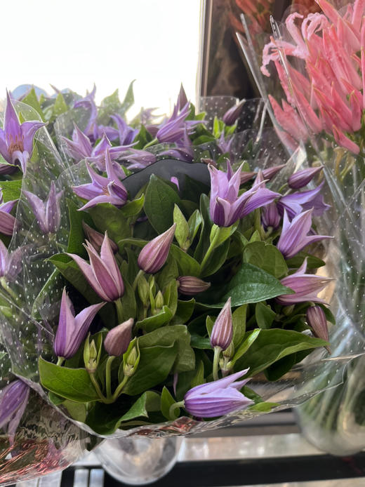 荷兰花材-【铁线莲】星河 商品图2