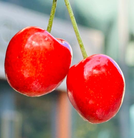 🌺挑嘴儿的说只吃黄车，新到的蕾妮儿2J加大果，一片明黄红艳🌹皮极其薄，莹润清雅，淡淡的粉黄嫣红，萃嫩鲜活，细致沁人的柔，细杆儿的果子纯甜蜜啦～🧡🧡 商品图3