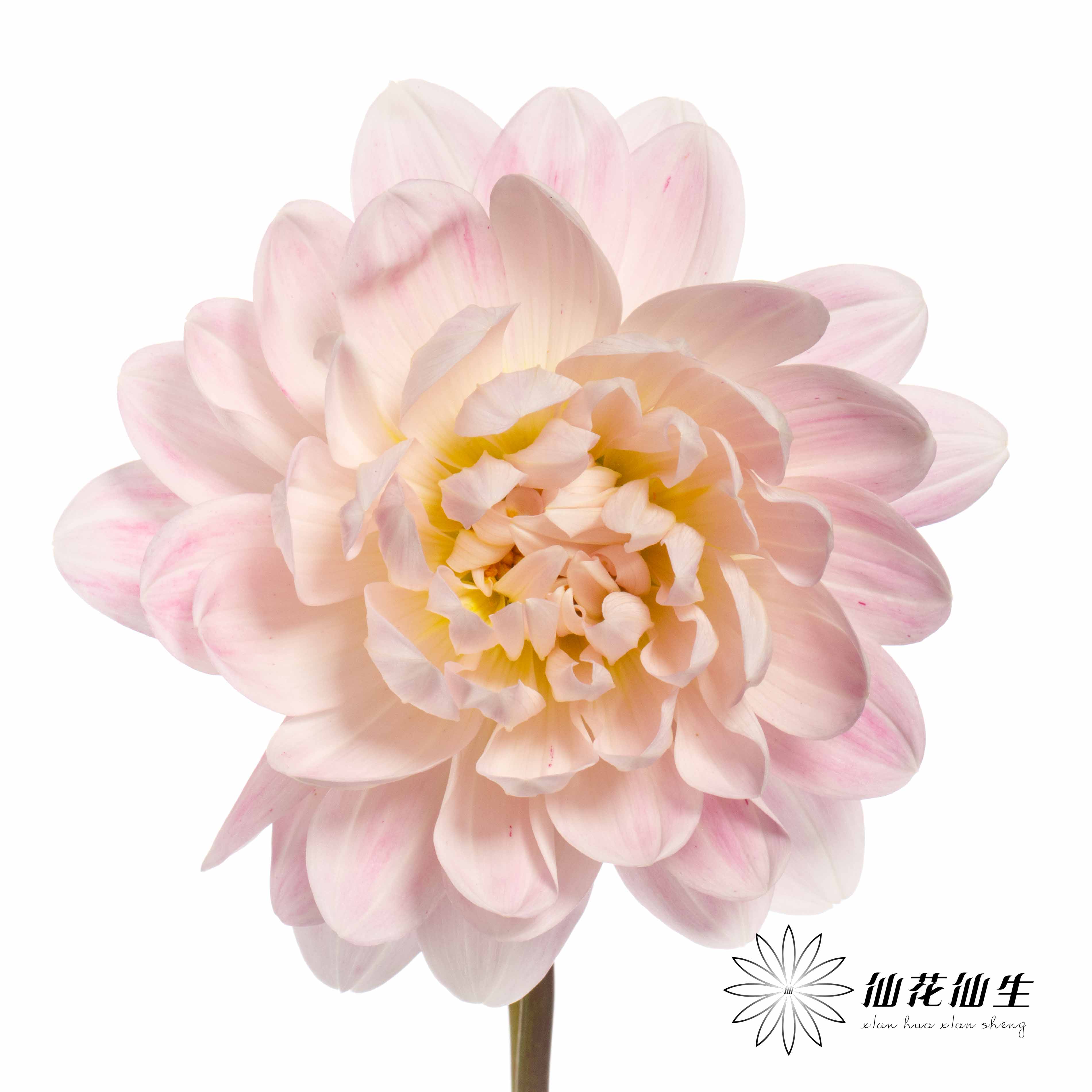 配花 | 大丽花凯尔【颜色有色差，介意慎拍】