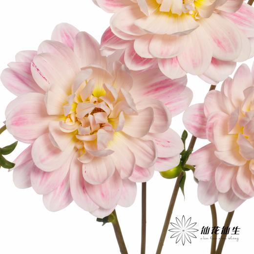 配花 | 大丽花凯尔【颜色有色差，介意慎拍】 商品图4