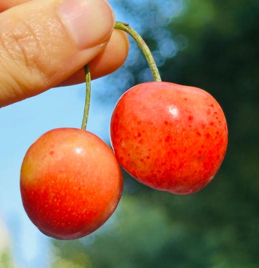 🌺挑嘴儿的说只吃黄车，新到的蕾妮儿2J加大果，一片明黄红艳🌹皮极其薄，莹润清雅，淡淡的粉黄嫣红，萃嫩鲜活，细致沁人的柔，细杆儿的果子纯甜蜜啦～🧡🧡 商品图1