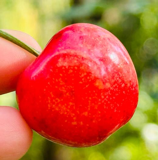 🌺挑嘴儿的说只吃黄车，新到的蕾妮儿2J加大果，一片明黄红艳🌹皮极其薄，莹润清雅，淡淡的粉黄嫣红，萃嫩鲜活，细致沁人的柔，细杆儿的果子纯甜蜜啦～🧡🧡 商品图4