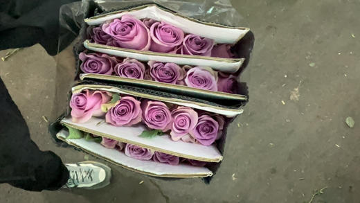 云花香紫霞短杆 商品图1