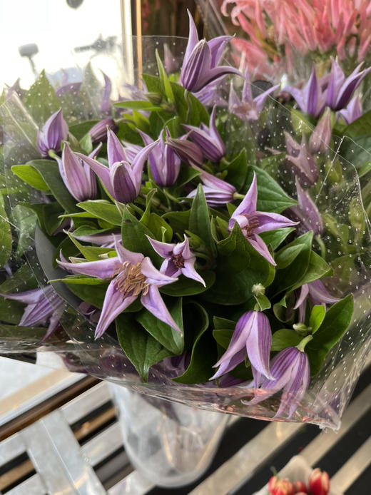 荷兰花材-【铁线莲】星河 商品图1