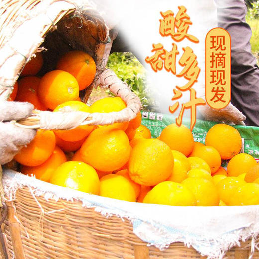 三峡特产秭归脐橙新鲜采摘九月红果冻橙 商品图5