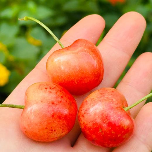 🌺挑嘴儿的说只吃黄车，新到的蕾妮儿2J加大果，一片明黄红艳🌹皮极其薄，莹润清雅，淡淡的粉黄嫣红，萃嫩鲜活，细致沁人的柔，细杆儿的果子纯甜蜜啦～🧡🧡 商品图5