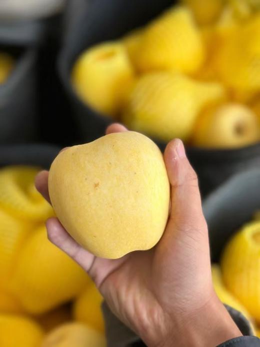 【新季】维纳斯苹果 商品图4