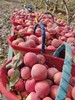 红旗坡六队顶级阿克苏苹果（甜度、水分、风味，独领风骚，刷新你认知的阿克苏苹果，你以往从未吃到的顶级口感） 商品缩略图11