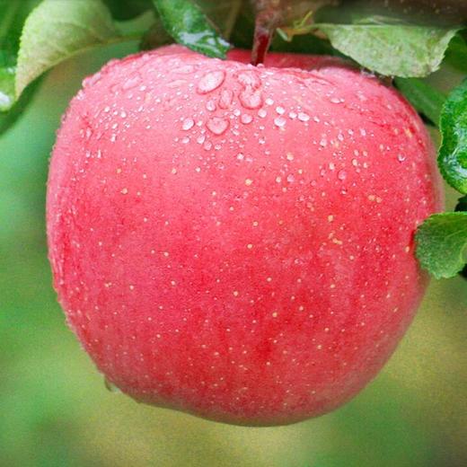 静宁红富士  特大果  9枚装 商品图2