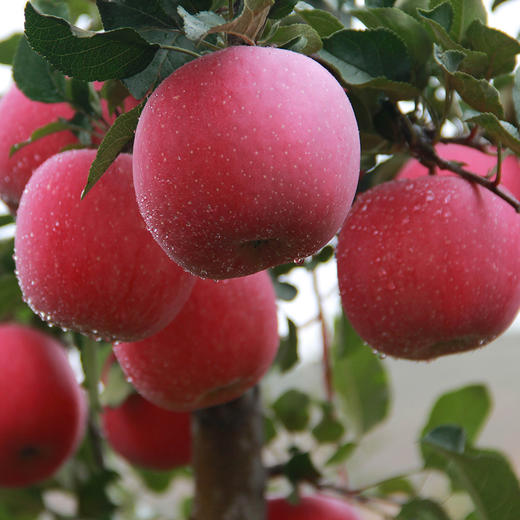 静宁红富士  特大果  9枚装 商品图0