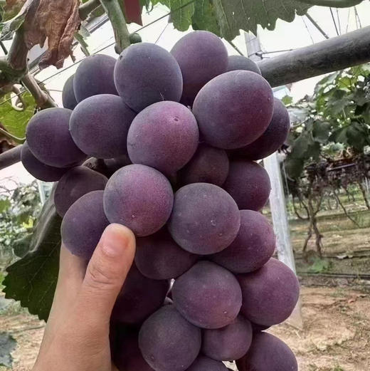 富士峰😋黑藤巨峰葡萄🍇！集“甜”、“香”、“鲜”于一身，颗颗晶莹饱满，犹如一串串黑珍珠，光彩夺目。肉厚可口，多汁清甜，新鲜直冲你的味蕾，吃一口就会爱上它 ！ 商品图6