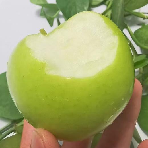 陕西青苹果 当季新鲜现摘苹果，快来尝鲜~ 商品图0