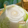 生态狮子头大白菜 4.5斤 | 合作农友生产，产自山东菏泽，生产者：刘坤敏 *【公平贸易农人定价】 商品缩略图5