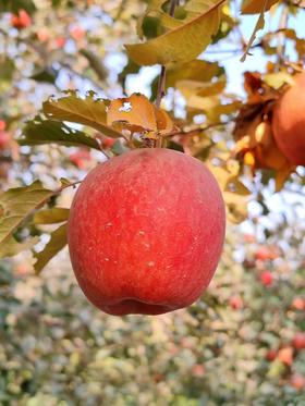 红旗坡六队顶级阿克苏苹果（甜度、水分、风味，独领风骚，刷新你认知的阿克苏苹果，你以往从未吃到的顶级口感）