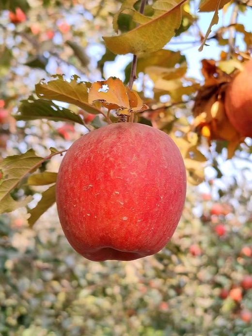 红旗坡六队顶级阿克苏苹果（甜度、水分、风味，独领风骚，刷新你认知的阿克苏苹果，你以往从未吃到的顶级口感） 商品图0