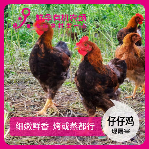 散养 清远公  仔仔鸡  童子鸡 75-95日龄不低于650克 商品图3