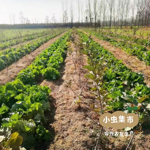 生态狮子头大白菜 4.5斤 | 合作农友生产，产自山东菏泽，生产者：刘坤敏 *【公平贸易农人定价】 商品图7