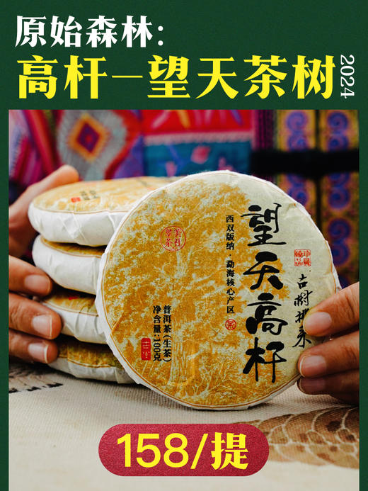 【望天高杆】易武望天高杆 商品图0