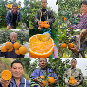 爱媛果冻橙 | 果农很着急，今年的果冻橙比往年的品质都好