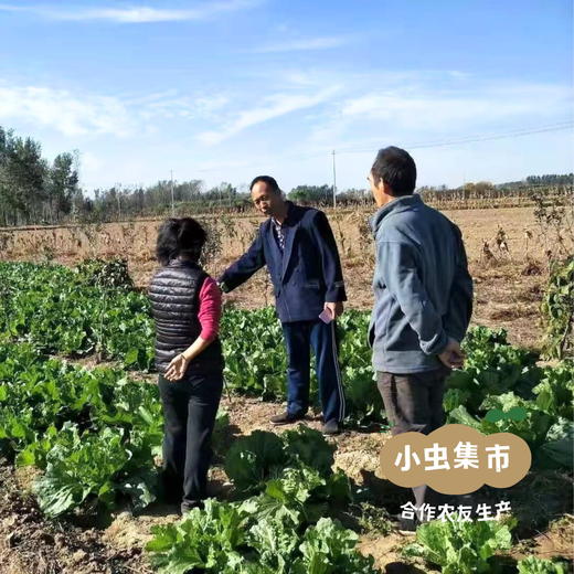 生态狮子头大白菜 4.5斤 | 合作农友生产，产自山东菏泽，生产者：刘坤敏 *【公平贸易农人定价】 商品图10
