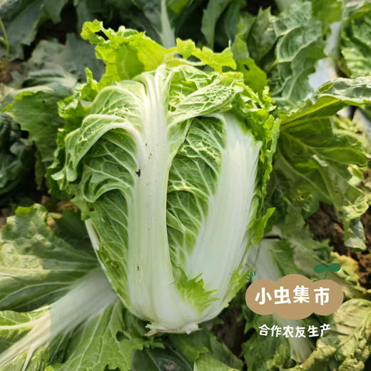 生态狮子头大白菜 4.5斤 | 合作农友生产，产自山东菏泽，生产者：刘坤敏 *【公平贸易农人定价】 商品图11