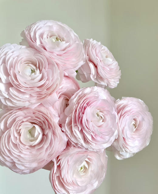 国产花材-【成功洋牡丹】樱花粉 商品图1