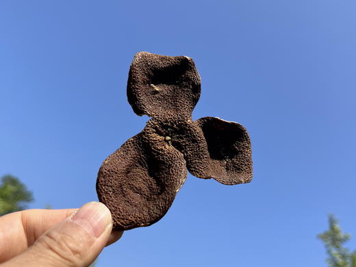 5年新会大红陈皮纯生晒回甘无添加 商品图1