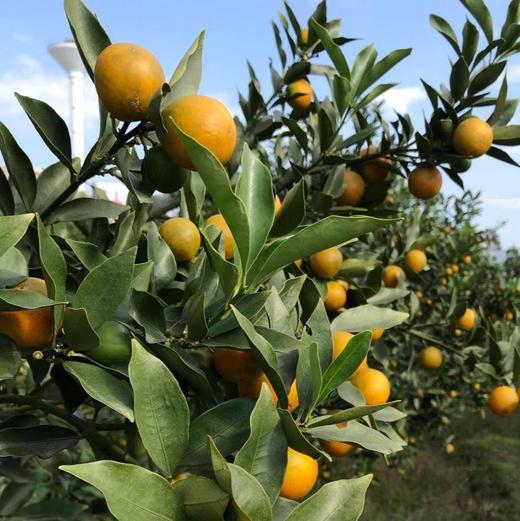 【纯甜无酸】广西融安滑皮金桔 早期青中带黄 商品图5