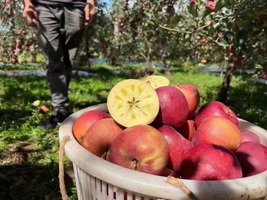 红旗坡六队顶级阿克苏苹果（甜度、水分、风味，独领风骚，刷新你认知的阿克苏苹果，你以往从未吃到的顶级口感） 商品图12