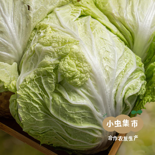 生态狮子头大白菜 4.5斤 | 合作农友生产，产自山东菏泽，生产者：刘坤敏 *【公平贸易农人定价】 商品图1