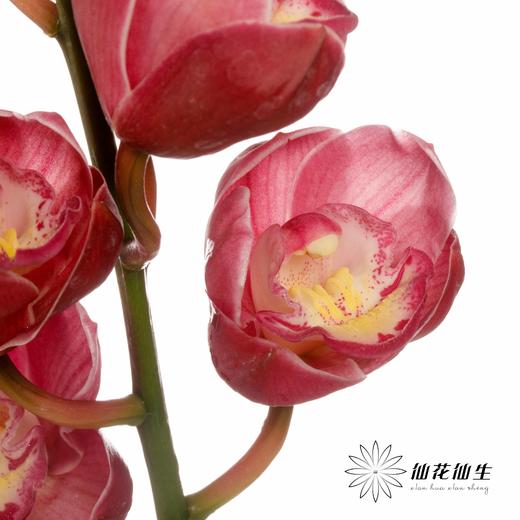 大花蕙兰 | 佛神 商品图0